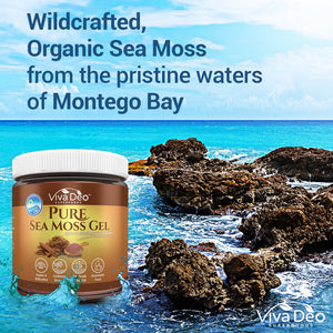 Pure Sea Moss Gel - Infused with Organic Cinnamon - Nature's Multivitamin - Wildcrafted | Fresh & Handmade | Immune Aid, Thyroid, Digestion - 16 oz