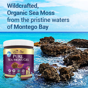 Pure Sea Moss Gel - Infused with Organic Dragon Fruit - Nature's Multivitamin - Wildcrafted | Fresh & Handmade | Immune Aid Thyroid, Digestion - 16 oz